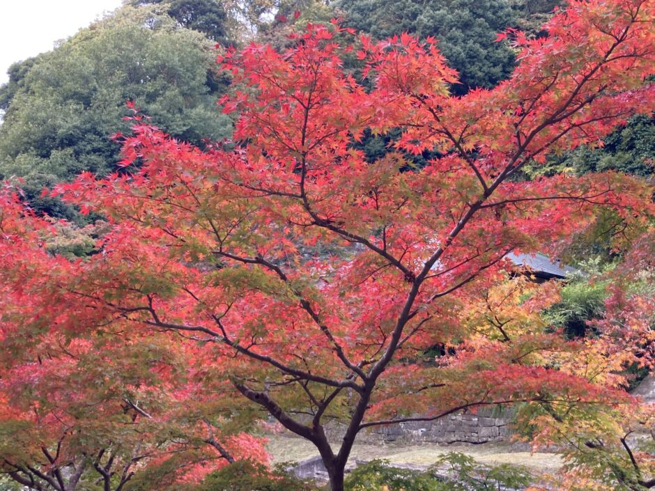 円覚寺雪景色2026